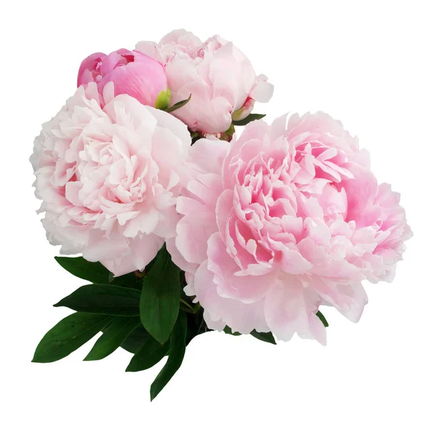 Fiore di peonia rosa isolato su sfondo bianco — Foto Stock