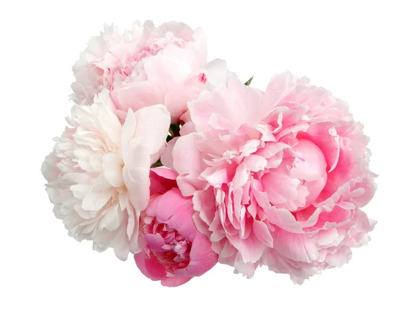 Flor de peonía rosa aislada sobre fondo blanco — Foto de Stock