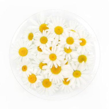 Beyaz bir arka plan üzerinde papatya çiçeği. Düz yatıyordu. Üstten Görünüm