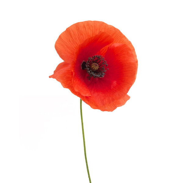 ярко-красный цветок мака изолирован на белом
