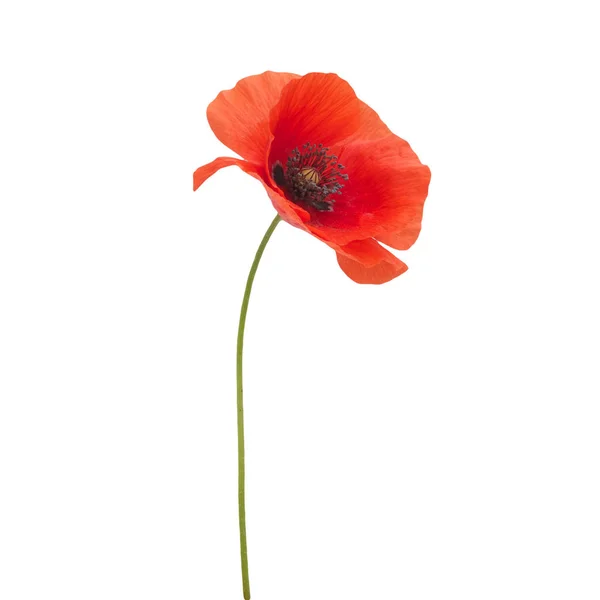 Heldere rode papaver bloem geïsoleerd op wit — Stockfoto