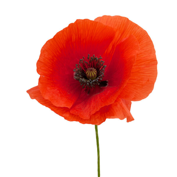 bright red poppy flower isolated on white