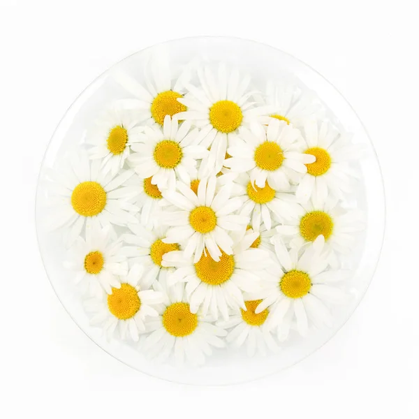 Άνθη χαμομηλιού σε λευκό φόντο. Επίπεδη θέσει. Το Top view — Φωτογραφία Αρχείου
