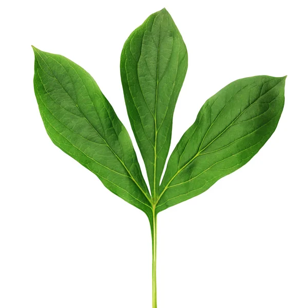 Pion leaf isolerad på vit — Stockfoto