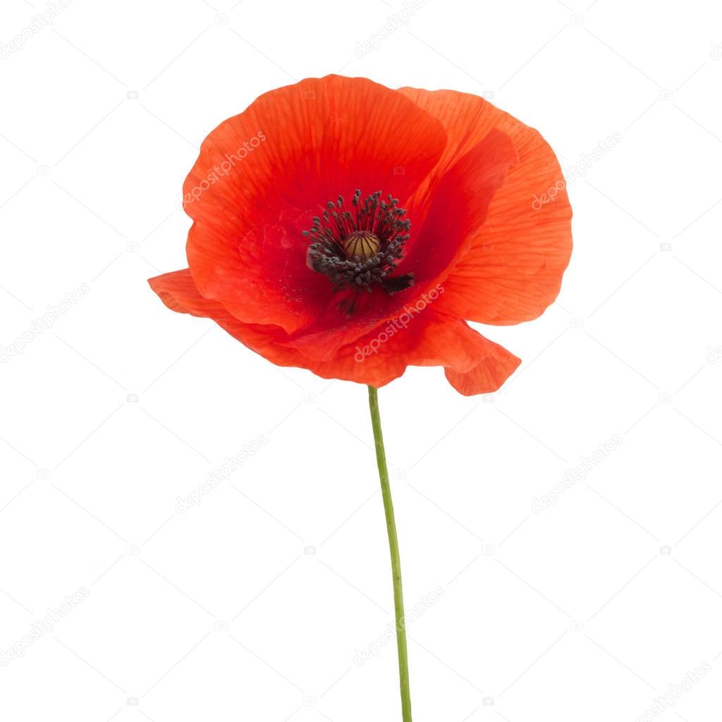 bright red poppy flower isolated on white