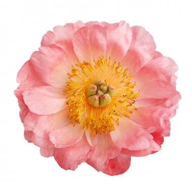 Beyaz arkaplanda şakayık izole