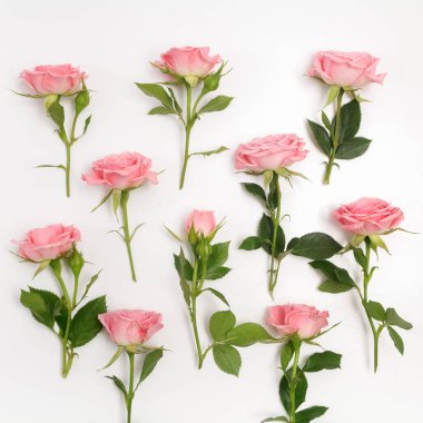 Beyaz arka plan üzerinde parlak pembe Güllü dekoratif desen. Düz yatıyordu, en iyi görünümü