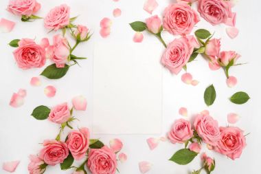 Gül beyaz arka plan üzerinde çerçevesinden. Düz yatıyordu, en iyi görünümü