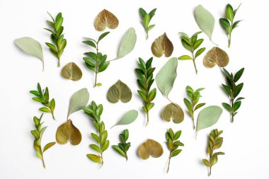 yaprak yeşil arka plan grubu. Düz yatıyordu