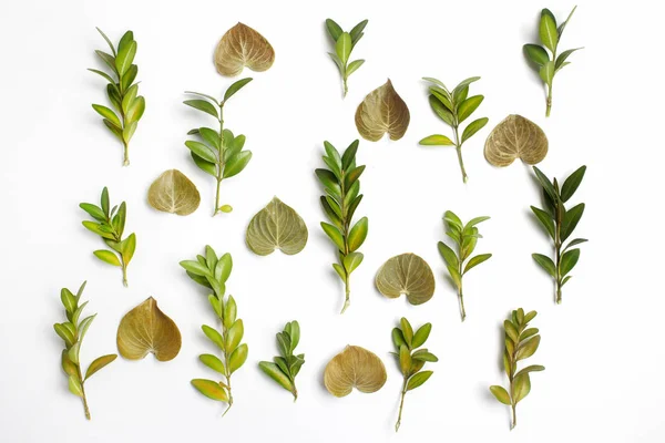Group of green leaf background. Flat lay — Stock Photo, Image