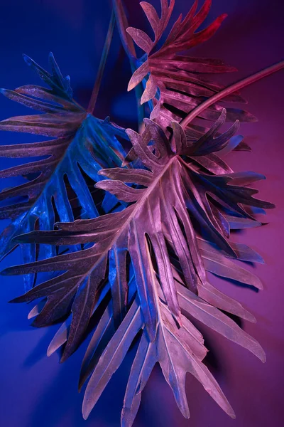 Kreatywny fluorescencyjny układ kolorów z liści tropikalnych. Płaskie, neonowe kolory. Pojęcie natury. — Zdjęcie stockowe