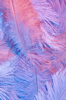 Kuş arka planında parlayan neon tüyler. Düz yatıyordu.