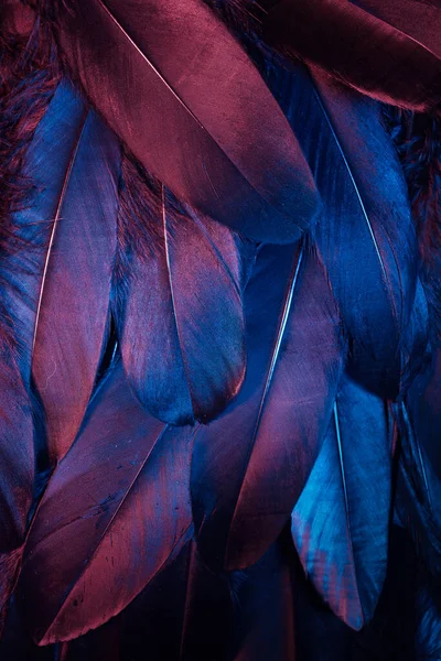 Plumes luisantes au néon d'un fond d'oiseau. Pose plate . — Photo