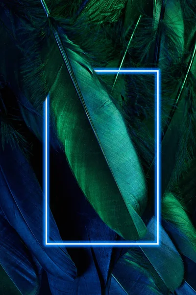 Neon glowing feathers of a bird background with glowing frame. Flat lay. — 스톡 사진