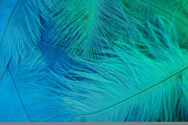 Neon glühende Federn eines Vogelhintergrundes. flache Lage. — Stockfoto
