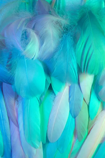 Las plumas brillantes de neón del fondo del pájaro. Puesta plana . — Foto de Stock