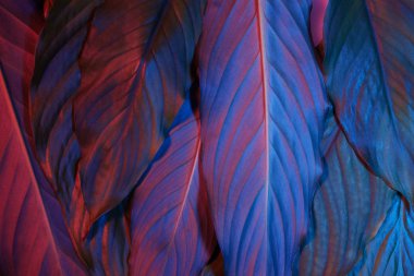 Blue and red neon glowing leaves on dark background. Jungle nature. Blue glow. Magic forest background.