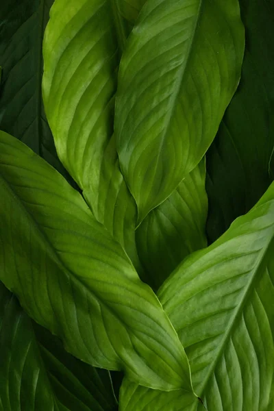 Trendy green leaves background, great design for any purposes. Floral wallpaper. Forest foliage. Leaf texture. Flat lay. — Stockfoto