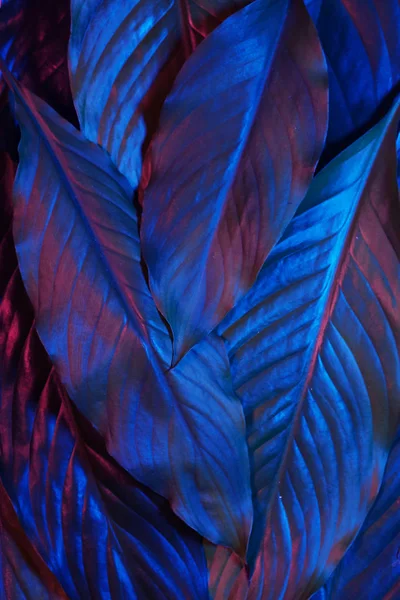 Blue and red neon glowing leaves on dark background. Jungle nature. Blue glow. Magic forest background. — Stockfoto