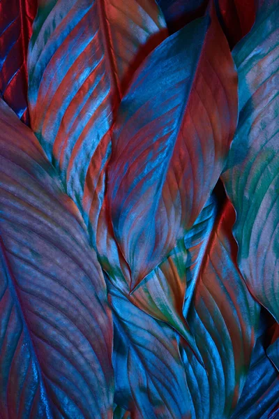 Blue and red neon glowing leaves on dark background. Jungle nature. Blue glow. Magic forest background. — Stockfoto