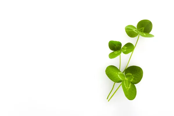 Spring floral background. Clover leaf symbol. Holiday background. Saint patrick day — Stockfoto