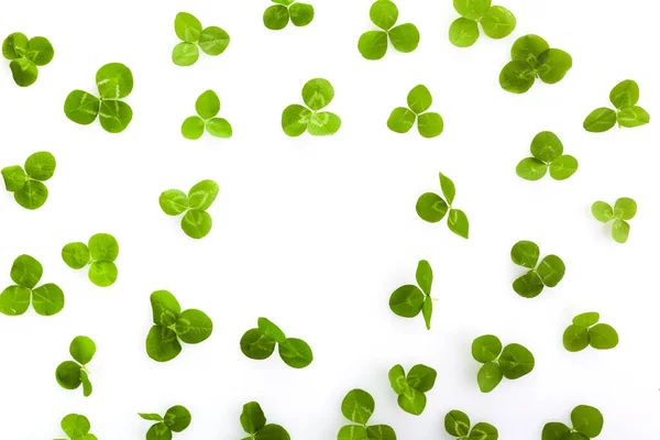 Green leaf clover on white. Saint patrick day. Celtic celebration. Party invitation poster. — 图库照片