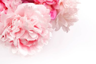 Beyaz üzerine renkli şakayıklar güzel bir şekilde. Pembe taze şakayıklar. Bahar mevsimi düğün geçmişi.