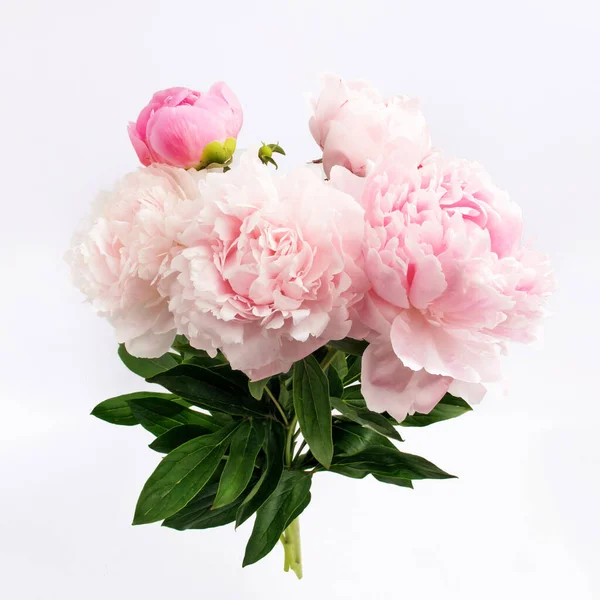 Peonie variopinte su bianco in bello stile. Peonie fresche rosa. Primavera estate matrimonio sfondo . — Foto Stock