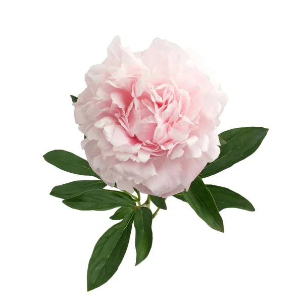 Peônias coloridas isolado branco em belo estilo. Pedónias frescas cor-de-rosa. Primavera verão casamento fundo . — Fotografia de Stock