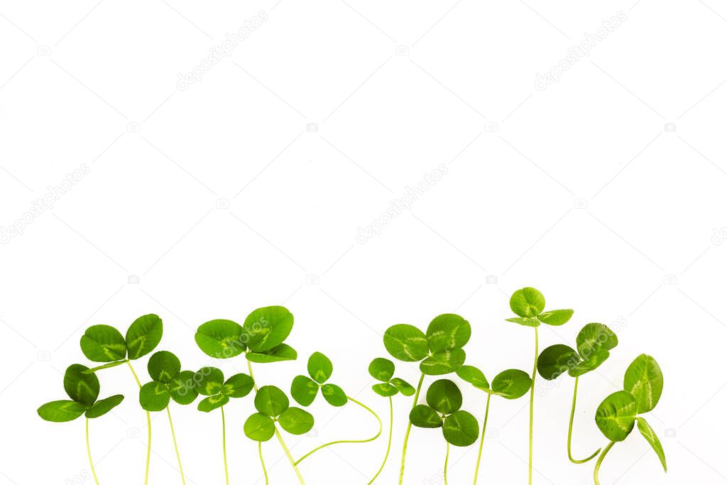 green clover leaves isolated on white background. St.Patrick s Day