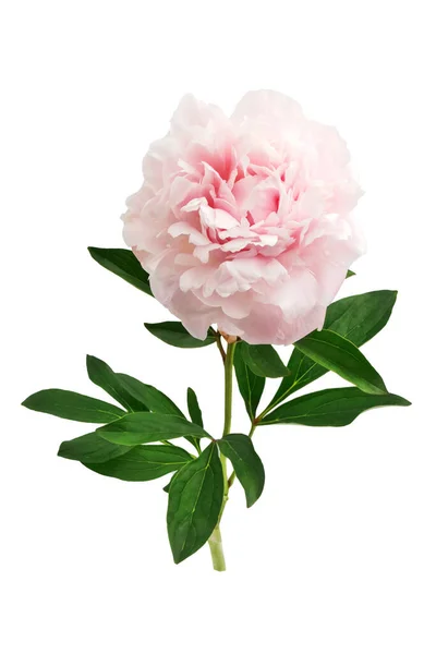 Színes bazsarózsa elszigetelt fehér gyönyörű stílusban. Rózsaszín friss bazsarózsa. Tavaszi nyári esküvő háttér. — Stock Fotó