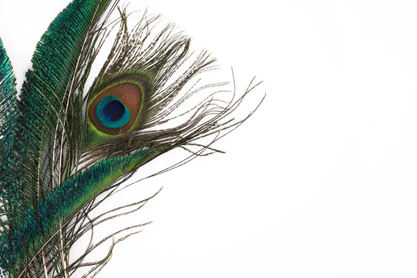 Peacock peří v královském stylu na bílém pozadí. Tropické abstraktní pozadí. Exotický pták. — Stock fotografie