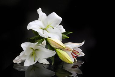 Kutlama dekorasyonu için Lily on black. Bahar, doğa arka planı.