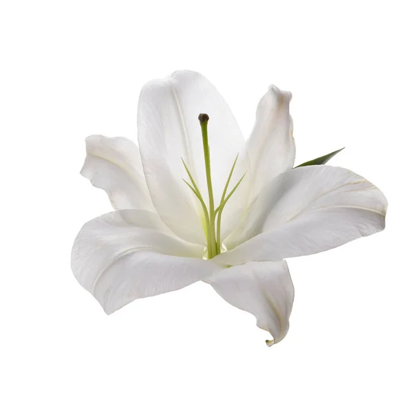 Цветок белый лилия изолированы на белом фоне — стоковое фото