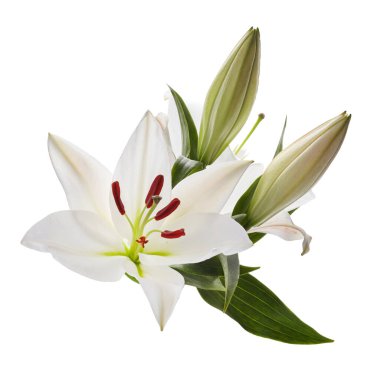 Beyaz zemin üzerinde izole nilüferler buketi.