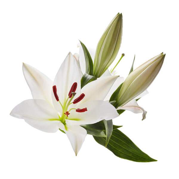 Аромат светлых лилий на белом фоне
.