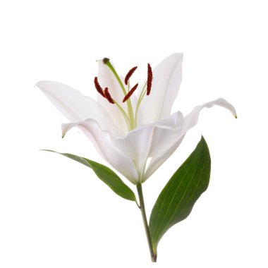 Çiçek beyazı zambak beyaz arkaplanda izole