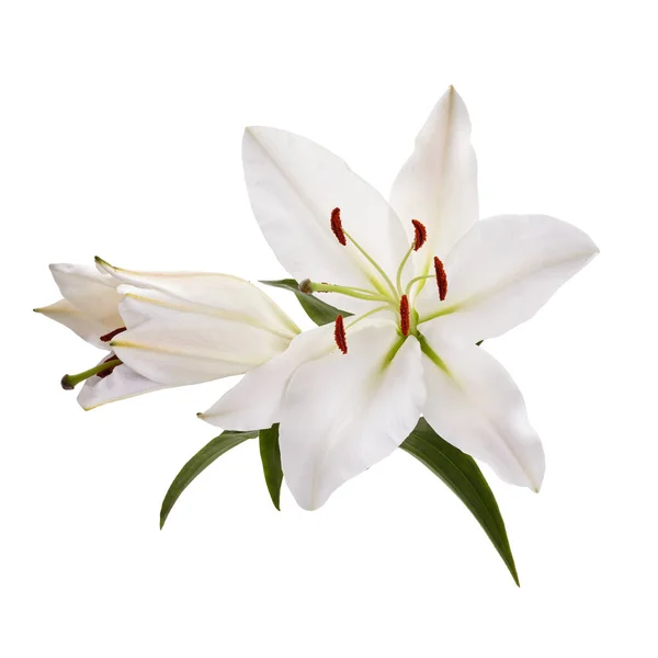 Bukiet lilii lekkich izolowanych na białym tle. — Zdjęcie stockowe