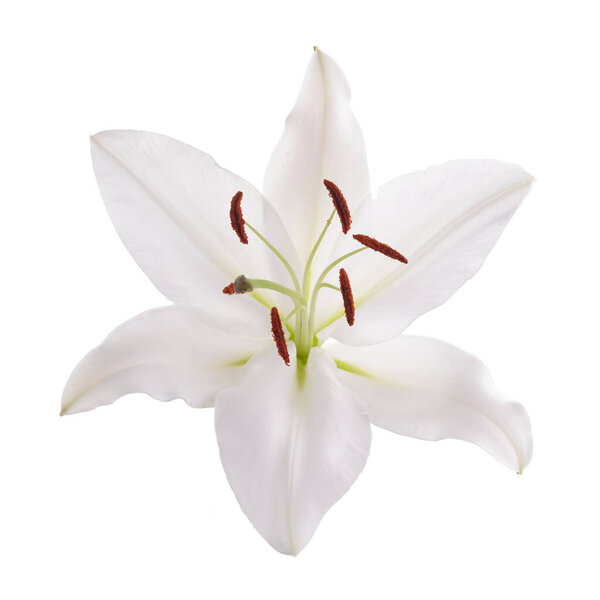 Цветок белый лилия изолированы на белом фоне
