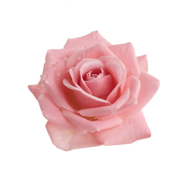 Hermosa rosa rosa aislada sobre fondo blanco. Rosa rosa flor — Foto de Stock
