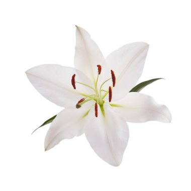 Çiçek beyazı zambak beyaz arkaplanda izole