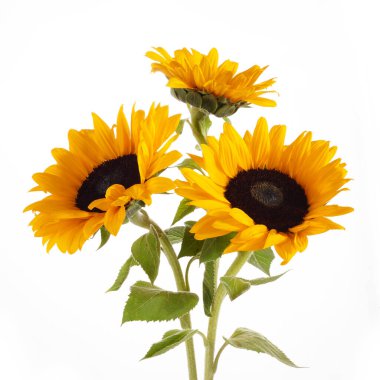 Beyaz arka planda izole edilmiş ayçiçekleri. Mevsimsel doğa arka planı.