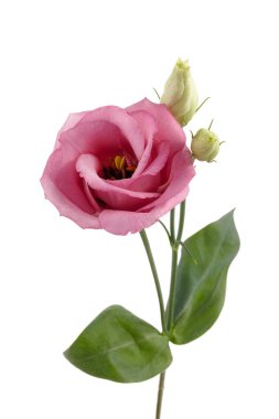 Beyaz arka planda izole edilmiş güzel pembe Eustoma çiçekleri. Bahar ya da yaz arkaplanı.