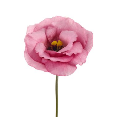 Beyaz arka planda izole edilmiş güzel pembe Eustoma çiçekleri. Bahar ya da yaz arkaplanı.