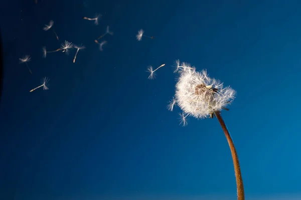 Gyermekláncfű magokkal, melyek elfújnak a szélben a kék égen.. — Stock Fotó