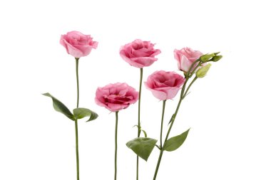 Beyaz arka planda izole edilmiş güzel pembe Eustoma çiçekleri. Bahar ya da yaz arkaplanı.