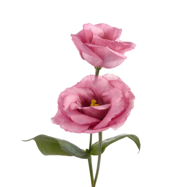 Lindas flores de eustoma rosa isoladas em fundo branco. Fundo de primavera ou verão . — Fotografia de Stock