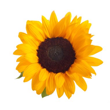 Beyaz arka planda izole edilmiş ayçiçeği. Mevsimsel doğa arka planı.