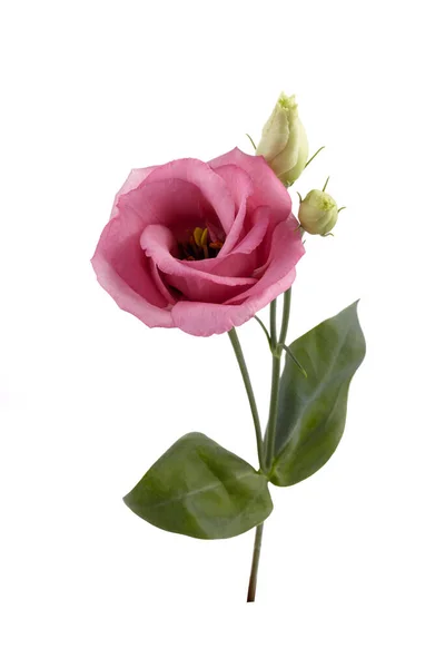 Gyönyörű rózsaszín eustoma virágok elszigetelt fehér háttér. Tavaszi vagy nyári háttér. — Stock Fotó