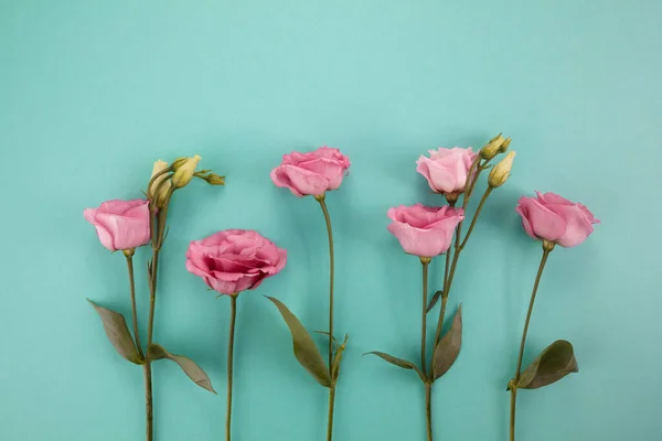 Рожеві квіти еустоми на кольоровому фоні м'яти. Романтичний фон. Вид зверху — стокове фото